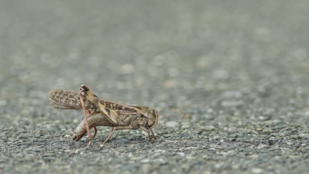 Close Upbeelden Van Een Grote Sprinkhaan Die Eieren Gaat Leggen — Stockvideo