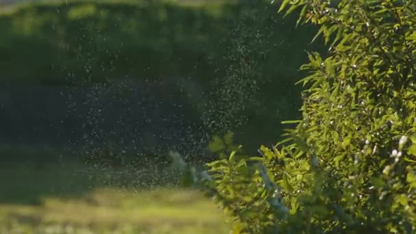 Ein Großer Schwarm Winziger Insekten Fliegt Neben Einem Baum Hochwertiges — Stockvideo