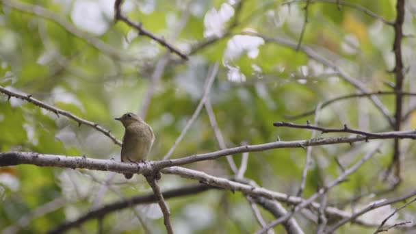 수선화 암컷은 날아가기 나뭇가지에 있습니다 고품질 — 비디오