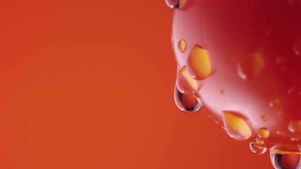 Ripe tomato in drops of water on a red studio background. Close up shot of a red tomato with dripping droplets of moisture on the surface. Wet vegetable for screensaver and wallpaper. Slow motion. — Stock Video