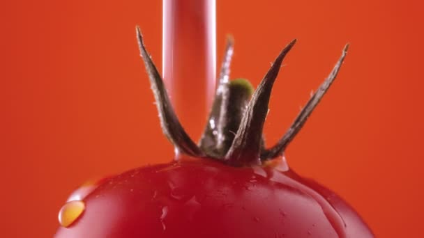 Rode rijpe tomaat met groene staart in druppels water draait op rode studio achtergrond. Macroshot van verse tomaat met vochtdruppels. Natte groente voor screensaver en behang. Langzame beweging. Sluiten. — Stockvideo