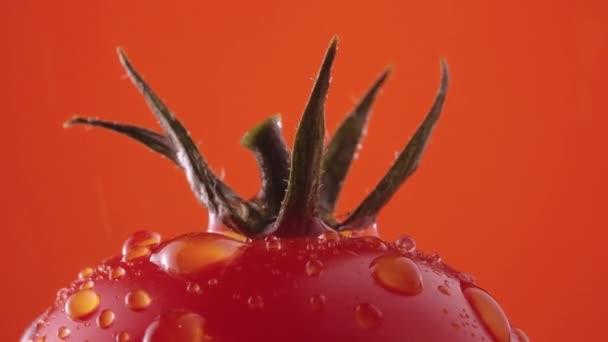 赤い熟したトマトと緑の尾が水の滴で赤いスタジオの背景に回転します。水分滴と新鮮なトマトのマクロショット。スクリーンセーバーと壁紙のための湿った野菜。スローモーション。閉じろ! — ストック動画