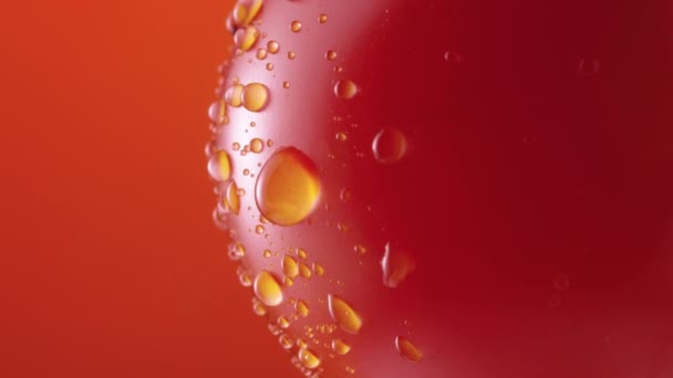 Ripe tomato in drops of water rotateson red studio background. Close up shot of red tomato with dripping droplets of moisture on the surface. Wet vegetable for screensaver and wallpaper. Slow motion. — Stock Video