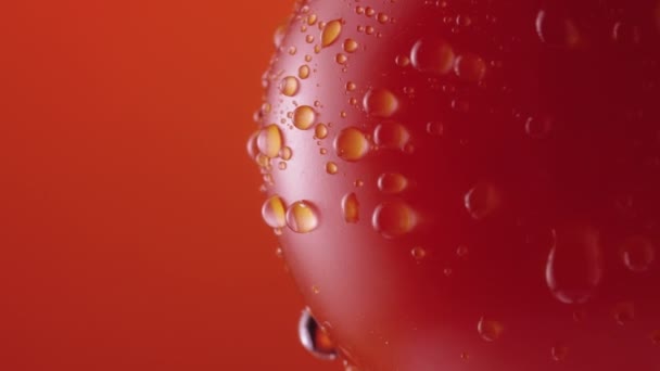 Спелые помидоры в капельках воды ротационного на красном фоне студии. Крупный план красного помидора с капельками влаги на поверхности. Мокрый овощ для заставки и обоев. Медленное движение. — стоковое видео