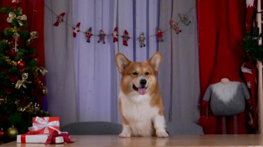 Galli Corgi Pembroke arka ayakları üzerinde duruyor, önlerini Noel hediyelerinin olduğu masaya dayıyor. Yeni yıl için dekore edilmiş bir odada evcil hayvan. Ağır çekim. Kapat..