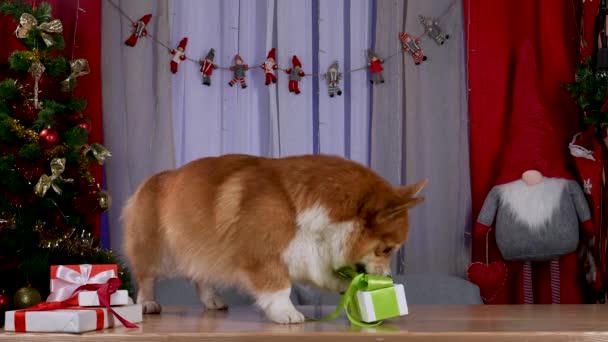 Welsh Corgi springt auf einen Tisch in einem dekorierten Raum für das neue Jahr. Das Haustier, das die Schachtel mit dem Geschenk mit den Pfoten hält, zieht den Bogen mit den Zähnen und versucht, ihn zu lösen. Zeitlupe. Nahaufnahme. — Stockvideo