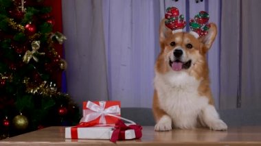 Kafasında kırmızı Noel geyiği boynuzları olan Pembroke Galsh Corgi, Noel ağacının yanındaki masada ön pençeleriyle duruyor. Noel gecesi. Ev sıcaklığı. Ağır çekim. Kapat..