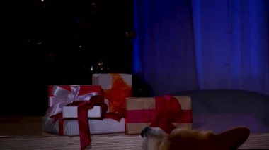 Galli Corgi Pembroke hediye kutusundan kurdeleyi aldı ve masadan çekti. Yeni yıl için dekore edilmiş, bir ışık huzmesiyle aydınlatılmış karanlık bir odada bir evcil hayvan. Ağır çekim. Kapat..