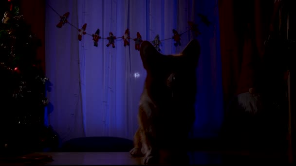 ペンブローク・ウェールズ・コーギは夜に暗い新年の装飾が施された部屋に座っています。ペットは窓から輝く通過車のヘッドライトによって照らされています。クリスマスの夜。スローモーション。閉じろ!. — ストック動画