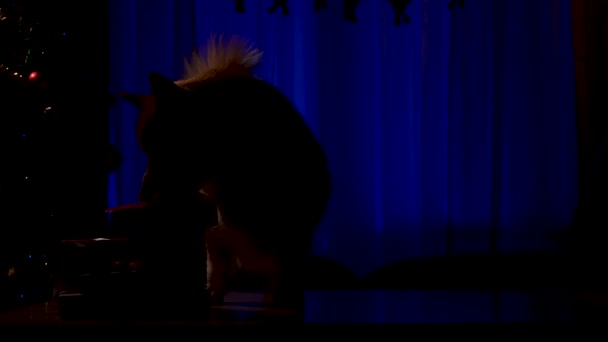 Bir Galli Corgi köpeği gece karanlığında karanlık bir odaya gizlice girer. Evcil hayvan elinde Noel hediyeleriyle masaya atlıyor ve onlardan birini yakalıyor, ama ışıklar yanıyor. Ağır çekim. Kapat. — Stok video