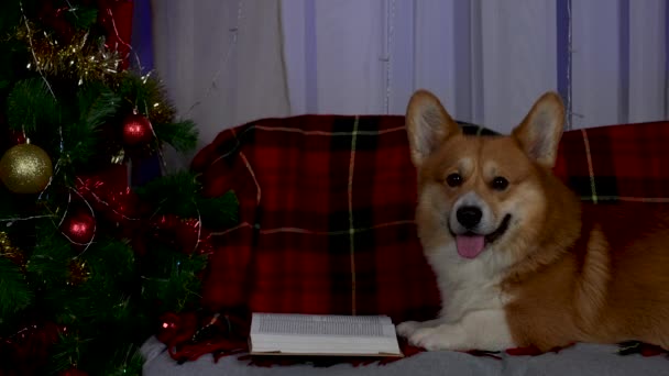 Pembroke Welsh Corgi βρίσκεται στον καναπέ δίπλα στο χριστουγεννιάτικο δέντρο. Το κατοικίδιο ζώο περνάει χρόνο διαβάζοντας ένα βιβλίο. Αργή κίνηση. Κλείσε.. — Αρχείο Βίντεο