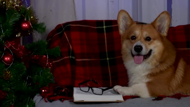 ペムブローク・ウェルシュ・コーギは本や眼鏡の隣のソファで休んでいます。ペットは新年の木の近くのソファに横たわっている。クリスマスだ。新年。スローモーション。閉じろ!. — ストック動画