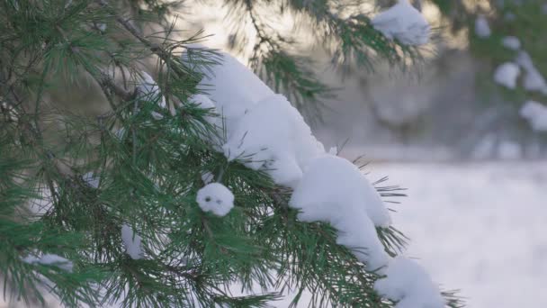 Una mano femenina en una manopla está aplastando la nieve de una rama de pino. Hermosa naturaleza de invierno cubierta de nieve. Disfrute de su paseo en un día de invierno helado. De cerca. Movimiento lento. — Vídeo de stock