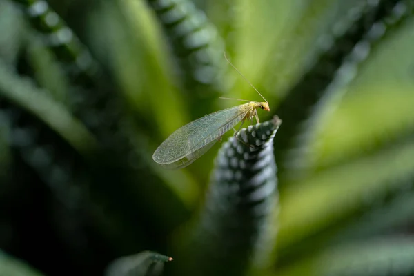 La lactación de insectos alados se asienta en una rama de suculenta verde. Belleza en la naturaleza y diseño natural. Hojas e insectos voladores en papel pintado. Marco cercano con fondo natural de plantas y animales salvajes —  Fotos de Stock