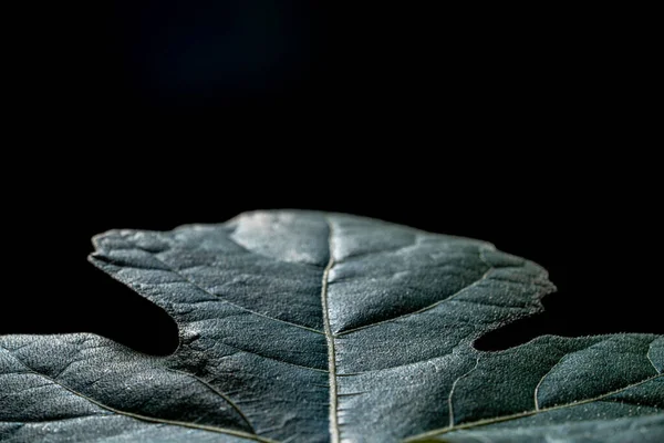 Superfície texturizada de uma folha verde com veias em um fundo preto. Folhas, planta folhagem natural no papel de parede. Molduras de textura e padrão de folhas. Filmagem de plantas verdes frescas close up. — Fotografia de Stock