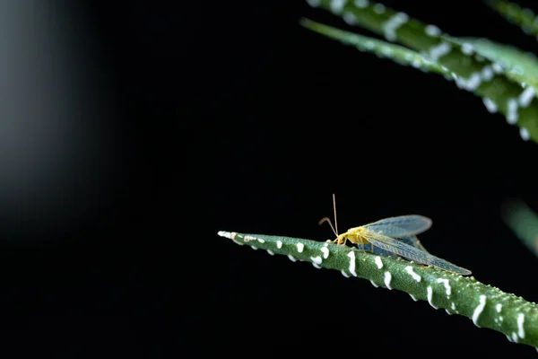 Крылатое насекомое рваное сидит на ветке зеленого суккулента. Красота в природе и природный дизайн. Листья и летающие насекомые на обоях. Крупный план с естественным фоном растений и диких животных — стоковое фото
