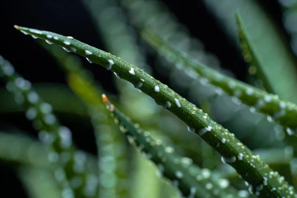 Gröna saftiga blad på suddig bakgrund. Hemväxt med vassa blad. Evergreen. Skönhet i naturen och naturlig design. Blad, naturligt lövverk på tapeter. Närbild. — Stockfoto