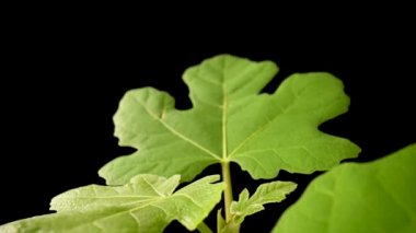Kamera siyah arkaplandaki yeşil yaprakların üzerinden geçiyor. Flora duvar kağıdında yapraklar. Yapraklar, duvar kağıdındaki doğal yapraklar. Yaprak dokusu ve oyulmuş damar, kapat. Yavaş çekim hazır 59.97fps.