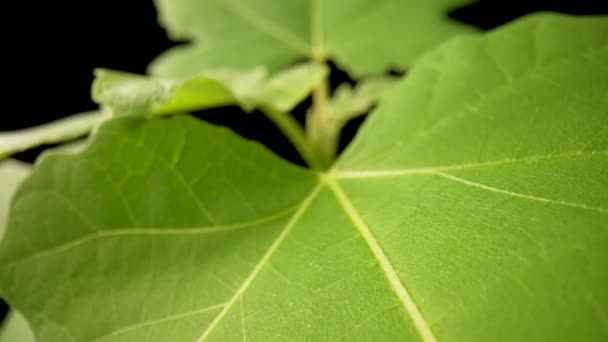 Fényképezőgép serpenyők zöld levelek fekete háttér. Növényi tapéta. Levelek, természetes lombozat tapétával. Levél textúra és minta faragott véna, közelről. Lassú mozgás kész 59.97fps. — Stock videók