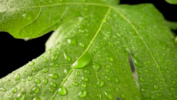 Hojas verdes con gotas de rocío o humedad sobre un fondo negro aislado. Una rama de una planta verde está mojada por la lluvia. Textura fondo de flora. De cerca. Cámara lenta lista 59.97fps. — Vídeo de stock