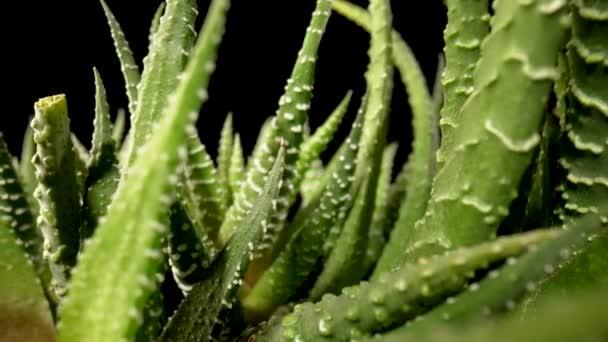 Κάμερα τηγάνια πάνω από πράσινα χυμώδη φύλλα σε ένα απομονωμένο μαύρο φόντο. Σπιτικό φυτό αλόης με έντονα αειθαλή φύλλα. Φυσική χλωρίδα, θάμνος σε ταπετσαρία. Κλείσε. Αργή κίνηση έτοιμη 59.97fps. — Αρχείο Βίντεο