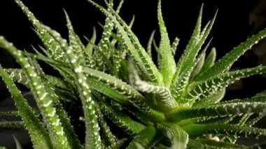 Yeşil sulu yapraklar izole edilmiş siyah bir arkaplanda dönüyor. Keskin yeşil yapraklı ev yapımı aloe bitkisi. Doğal bitki örtüsü, duvar kağıdındaki çalı. Kapatın. Yavaş çekim hazır 59.97fps.