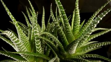 Yeşil sulu yapraklar izole edilmiş siyah bir arkaplanda dönüyor. Keskin yeşil yapraklı ev yapımı aloe bitkisi. Doğal bitki örtüsü, duvar kağıdındaki çalı. Kapatın. Yavaş çekim hazır 59.97fps.