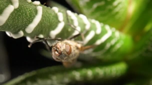 Gris mosca alada insecto se sienta en una planta suculenta de hoja perenne. Insectos con alas sobre hojas de aloe sobre fondo negro aislado. Flora y fauna de la naturaleza en papel pintado. Cámara lenta lista 59.97fps. — Vídeo de stock