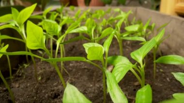 Bir serada yerde yetişen genç yeşil biber tohumları. Bahçedeki güneş ışığının altında sebze bitkileri. Tarım, bahar, bahçe, tarım. Kapatın. Yavaş çekim hazır 59.97fps.