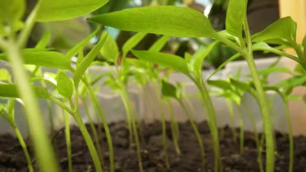 Νέοι πράσινοι σπόροι πιπεριού που καλλιεργούνται στο έδαφος σε θερμοκήπιο. Φυτά λαχανικών σε ακτίνες του ήλιου στον κήπο. Γεωργία, άνοιξη, κηπουρική, γεωργία. Κλείσε. Αργή κίνηση έτοιμη 59.97fps. — Αρχείο Βίντεο