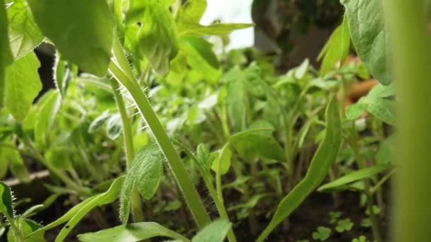 Mudas verdes jovens de tomates cultivados no chão em uma estufa. Plantas de legumes em raios de luz solar no jardim. Agricultura, primavera, jardinagem, agricultura. Fecha. Movimento lento pronto 59.97fps — Vídeo de Stock