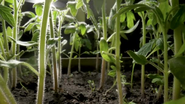 Hastes de mudas verdes de tomates cultivados no chão em estufa. Plantas de legumes em raios de luz solar no jardim. Agricultura, primavera, jardinagem, agricultura. Fecha. Movimento lento pronto 59.97fps. — Vídeo de Stock