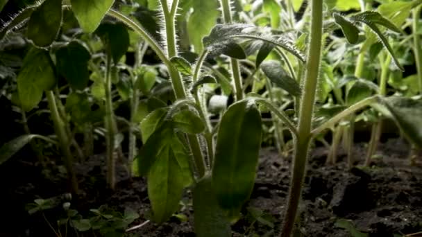 Σπόροι από πράσινα σπορόφυτα τοματών που καλλιεργούνται στο έδαφος στο θερμοκήπιο. Φυτά λαχανικών σε ακτίνες του ήλιου στον κήπο. Γεωργία, άνοιξη, κηπουρική, γεωργία. Κλείσε. Αργή κίνηση έτοιμη 59.97fps. — Αρχείο Βίντεο