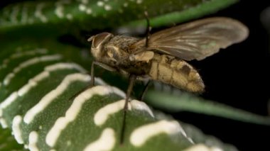 Gri kanatlı sinek böceği yemyeşil sulu bitkinin üzerine oturur. Aloe yapraklarında kanatları olan böcekler izole edilmiş siyaha. Flora ve Fauna duvar kağıdı. Doğanın güzelliği ve doğal tasarım. Makro. Yavaş çekim.