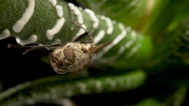 Grijze gevleugelde vliegenvanger zit op groenblijvende sappige plant. Insect met vleugels op aloë bladeren op geïsoleerd zwart. Flora en fauna behang. Schoonheid van de natuur en natuurlijk design. Een Macro. Langzame beweging. — Stockvideo