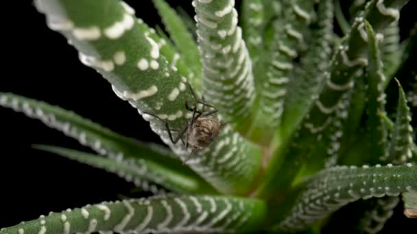 Γκρίζο φτερωτό έντομο κάθεται σε αειθαλές χυμώδες φυτό. Έντομο με φτερά σε φύλλα αλόης σε απομονωμένο μαύρο. Ταπετσαρία χλωρίδας και πανίδας. Ομορφιά της φύσης και του φυσικού σχεδιασμού. Μακρο. Αργή κίνηση. — Αρχείο Βίντεο