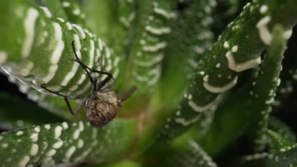 Gris mosca alada insecto se sienta en planta suculenta de hoja perenne. Insectos con alas sobre hojas de aloe sobre negro aislado. Fondo de pantalla de flora y fauna. Belleza de la naturaleza y el diseño natural. Macro. Movimiento lento. — Vídeo de stock