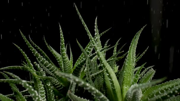 Groene struik sappig onder druipende regendruppels op zwarte achtergrond. Aloë plant met scherpe groenblijvende bladeren waarop het giet water. De schoonheid van de natuur en natuurlijk design. Bijna. Langzame beweging. — Stockvideo