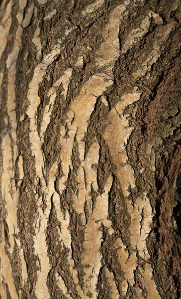 Una textura perfecta de corteza de árbol - fresco para papel pintado o fondo —  Fotos de Stock