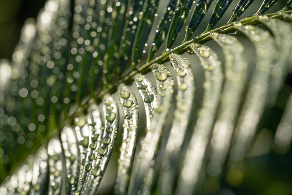 Cerca de una palmera hojas con gotas de lluvia por todas partes —  Fotos de Stock