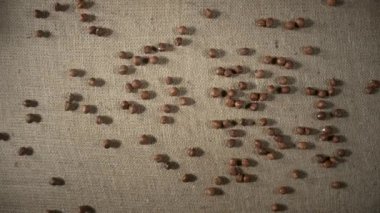 Kahverengi kabuklu fındıklar bir çuval bezine düşüp etrafa saçılıyor. Yuvarlak fındık manzarası çok yakın. Hazel tohumları yavaş çekimde akıyor. Kuru fındık, sağlıklı fındık, besleyici atıştırmalık..