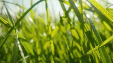 Baharda rüzgarda sallanan yeşil çimenler güneşli bir günde mavi gökyüzüne karşı. Güneş ışınlarındaki taze, sulu çayır yaprakları kapanıyor. Çayırlarda ya da çayırlarda sallanan bitkiler. Yavaş çekim hazır 59.94fps.
