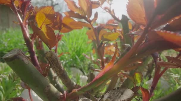 Camera zoomt in op de rozenstruik en richt zich op het groene gras. Bruine bladeren van een rozenstruik en weelderig groen gras van dichtbij. Natuurlandschap, zonnige lentedag. Slow motion klaar 59,94fps. — Stockvideo