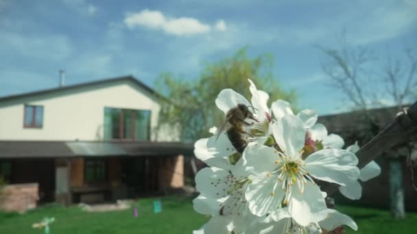 Ett honungsbi sitter på en gren av ett våräppelträd med vita blommor mot en blå himmel och ett hus. Honungsbiet pollinerar blommorna från ett blommande äppelträd i en fruktträdgård. Honungsbi närbild. — Stockvideo