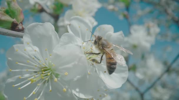 Honungsbin pollinerar äppelträd blommor. Blommande gren av ett äppelträd med vita blommor en vår solig dag mot en blå himmel. Ett bi som samlar nektar i en fruktträdgård på nära håll. — Stockvideo