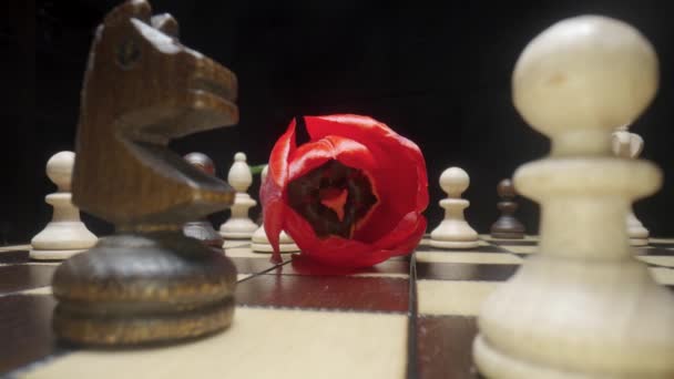 Chessboard med schackpjäser placerade och röd tulpan på svart bakgrund. Vitt och brunt träschack ombord. Träfigurer för att spela schack på nära håll. Kameran zoomar in på blomman och skjuts inifrån. — Stockvideo