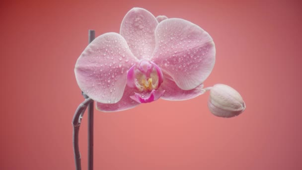 奇异的粉红兰花，带有露珠，在孤立的红色背景上。花序变焦，茎上有开放的花和芽。花瓣、雄蕊和雌蕊娇嫩的兰花. — 图库视频影像