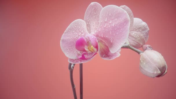 Exotické růžové orchidej květiny mokré s kapkami rosy na izolovaném červeném pozadí. Fotoaparát zoom phalaenopsis s otevřenou květinou a pupenem na stonku. Orchidej květina s jemnými okvětními lístky, tyčinky a pistolemi zblízka. — Stock video