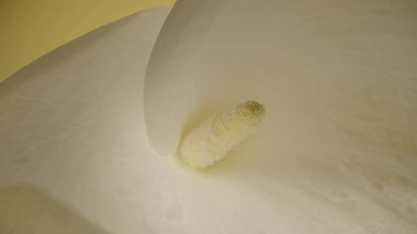 Stüdyonun sarı arka planında tek bir beyaz kalla çiçeği. Kıvrımlı taç yaprağı ve sarı kekik tozu tomurcukları. Tatil için çiçek arkaplanı, tebrikler, doğum günü.