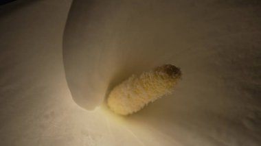 Siyah arka planda tek bir beyaz kalla çiçeği. Kıvrımlı taç yaprağı ve sarı kekik tozu tomurcukları. Tatil için çiçek arkaplanı, tebrikler, doğum günü.